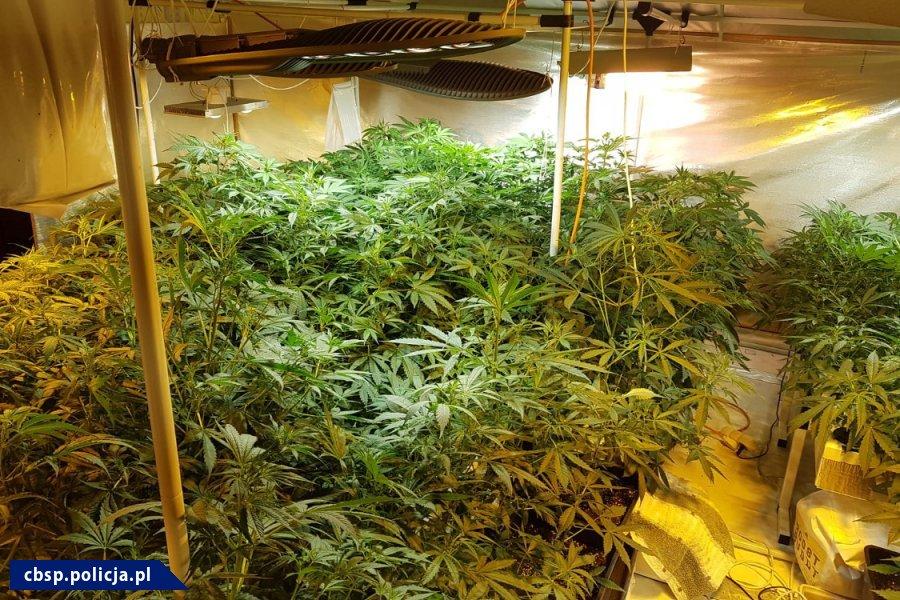 Ze zlikwidowanych plantacji mona by uzyska 120 kg marihuany